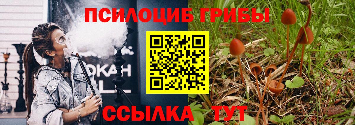Галлюциногенные грибы Psilocybe Лыткарино
